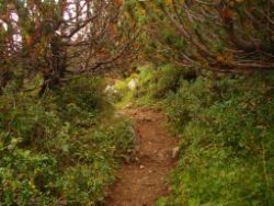 2013-09-08_6Falkenh-Steinfalk (089).JPG